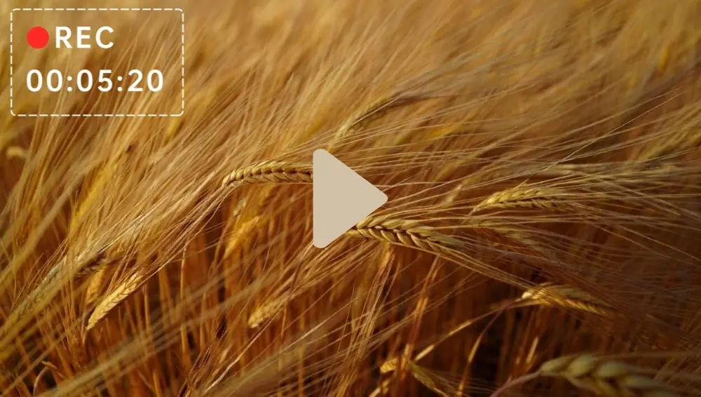 Transform Your Filmmaking with Sora 2's Professional-Grade Video